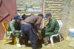 ایمن سازی رایگان آبله و شاربن در جمعیت دام سبک شهرستان کاشمر